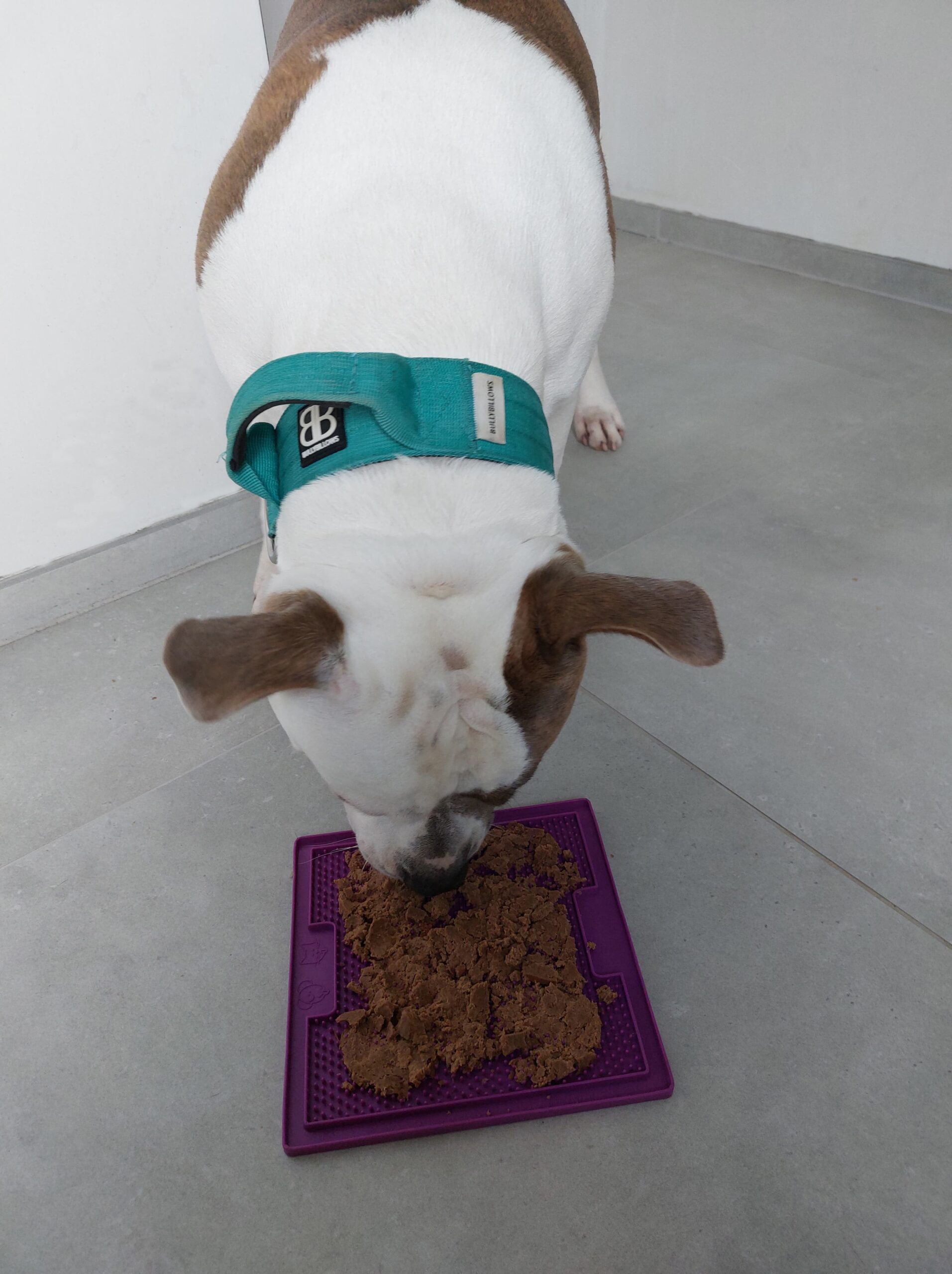 Jax-met-lickimat-soother-paars