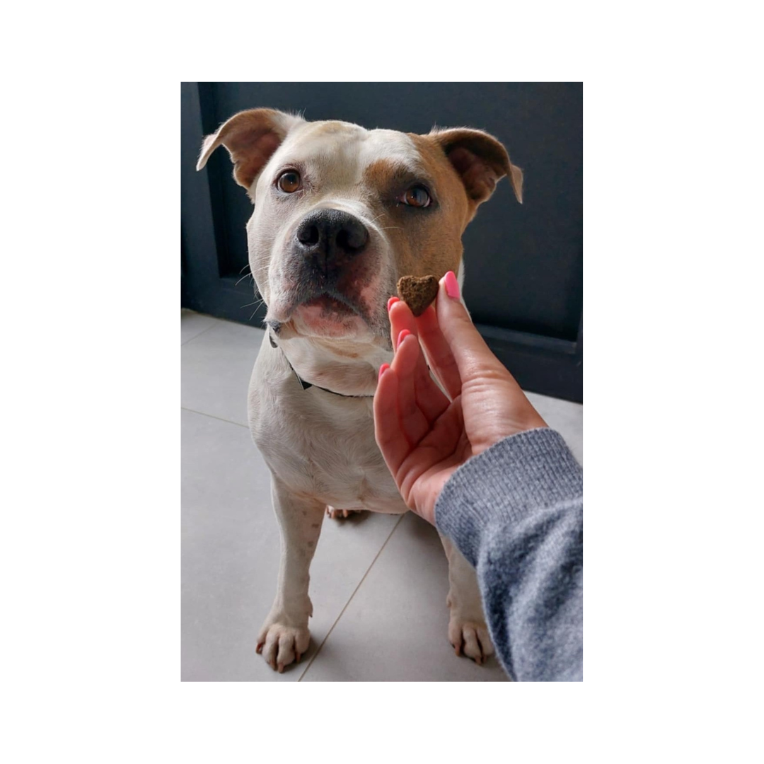 Jax met zachte trainers hartjes lam