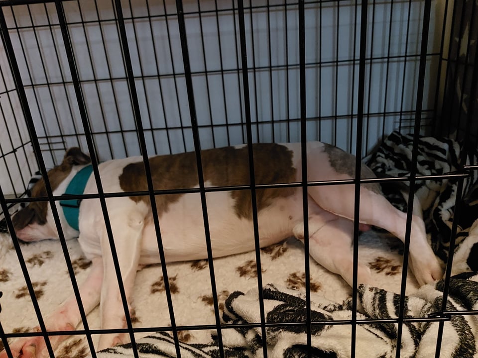 hond hijgt na operatie