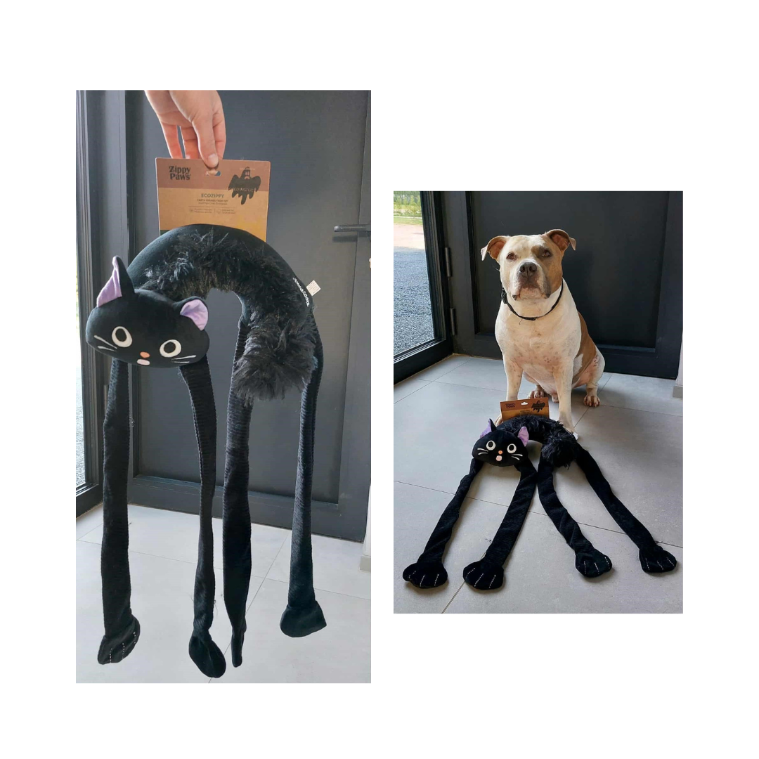 Jax met halloween crinkle scaredy cat halloween-crinkle-scaredy-cat