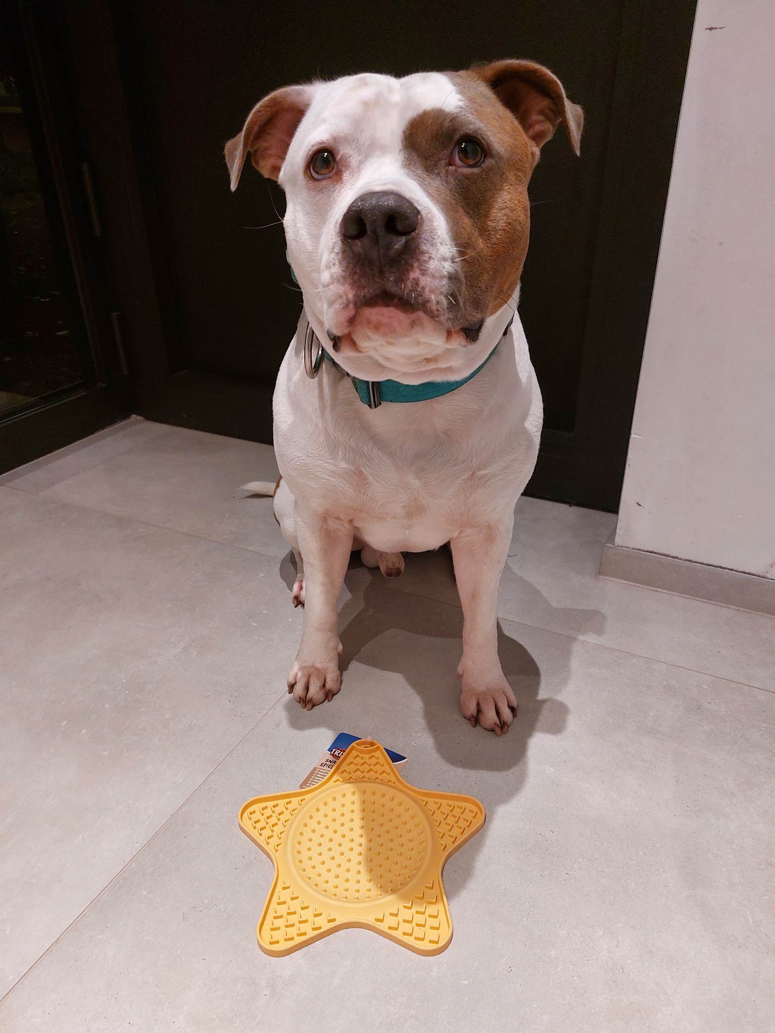 likmat-ster likmat-ster