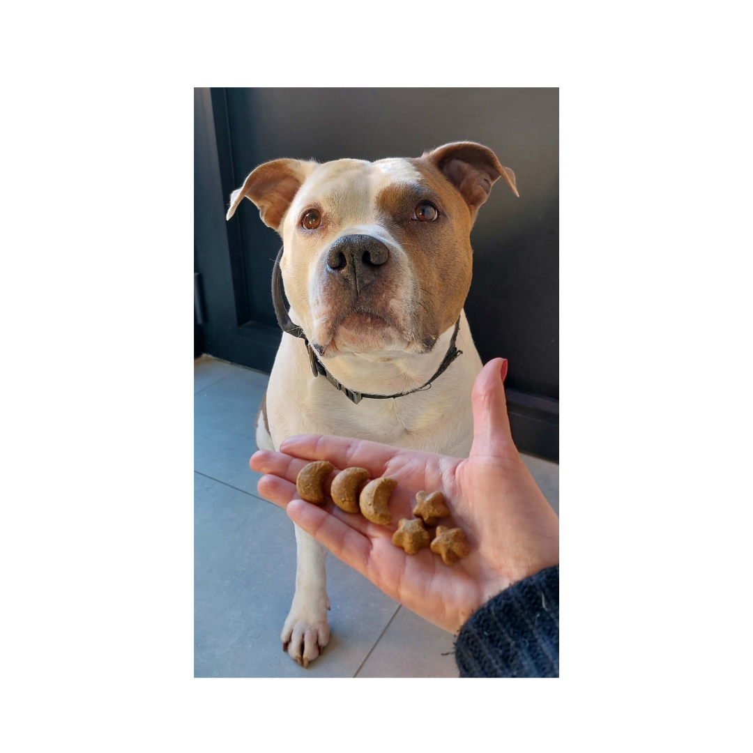 Park Life chill-bix 4 park-life-chill-bix-honing-en-kamille