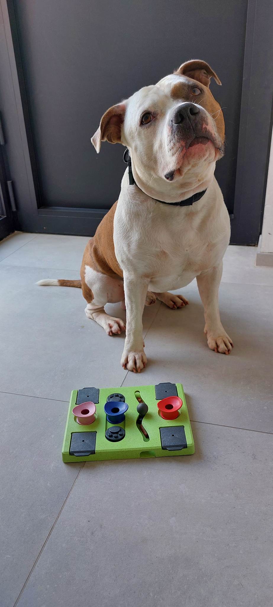 Jax met intelligentiespel eat-slow-live-longer-puzzle