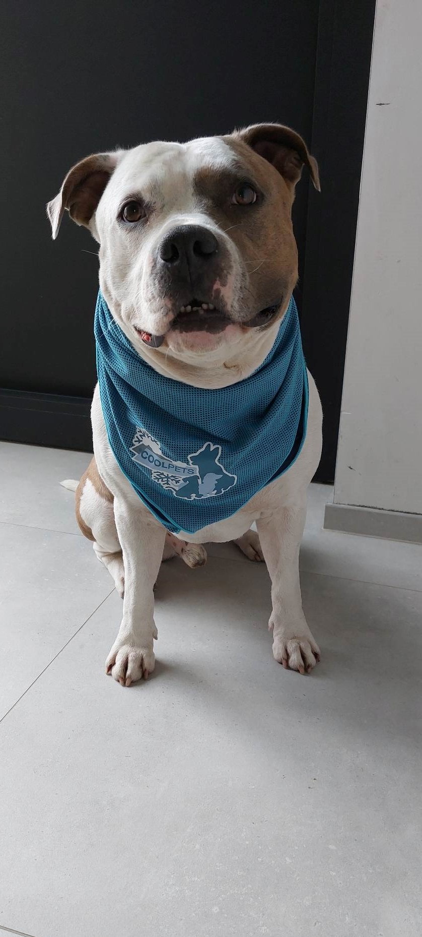 Jax met koelbandana koelbandana