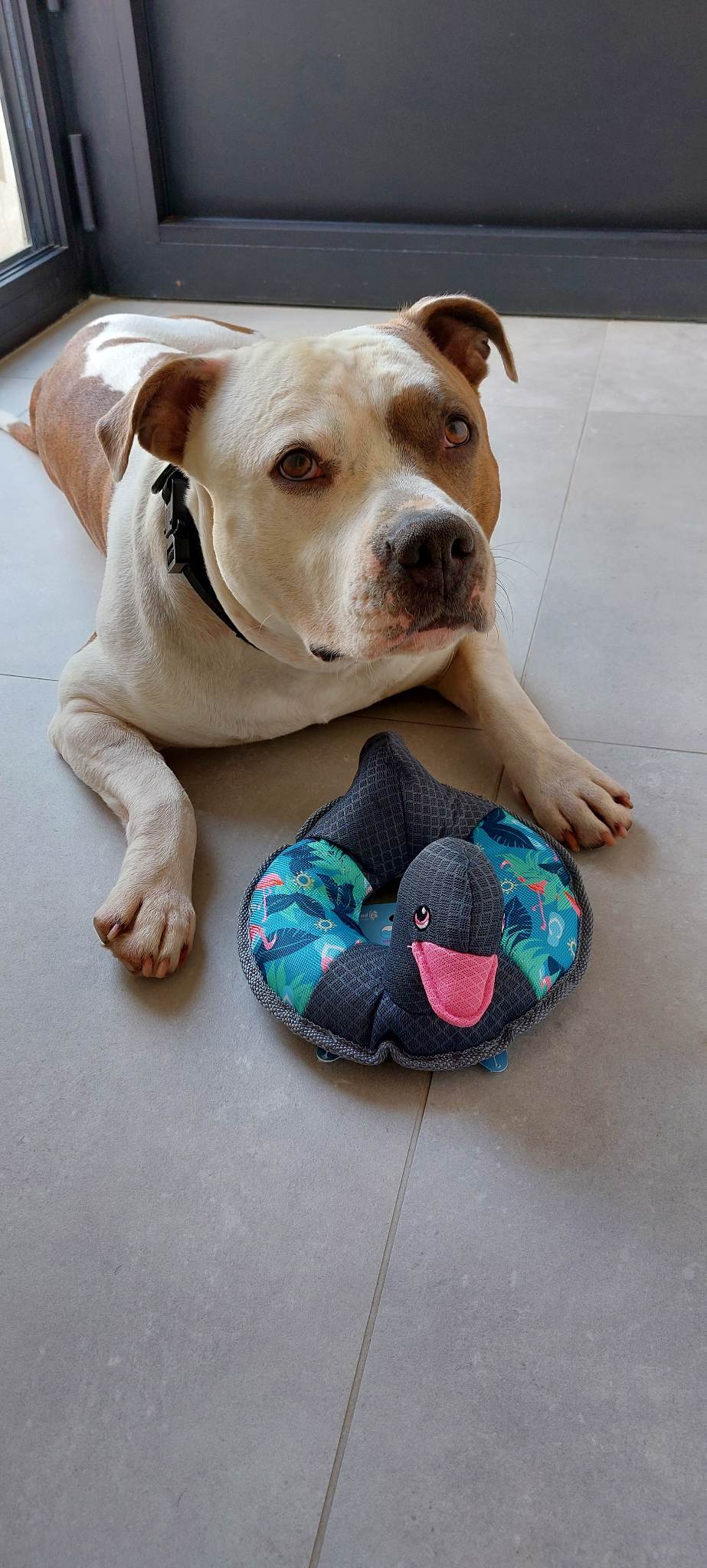 Jax met waterspeeltje eend waterspeeltje-eend