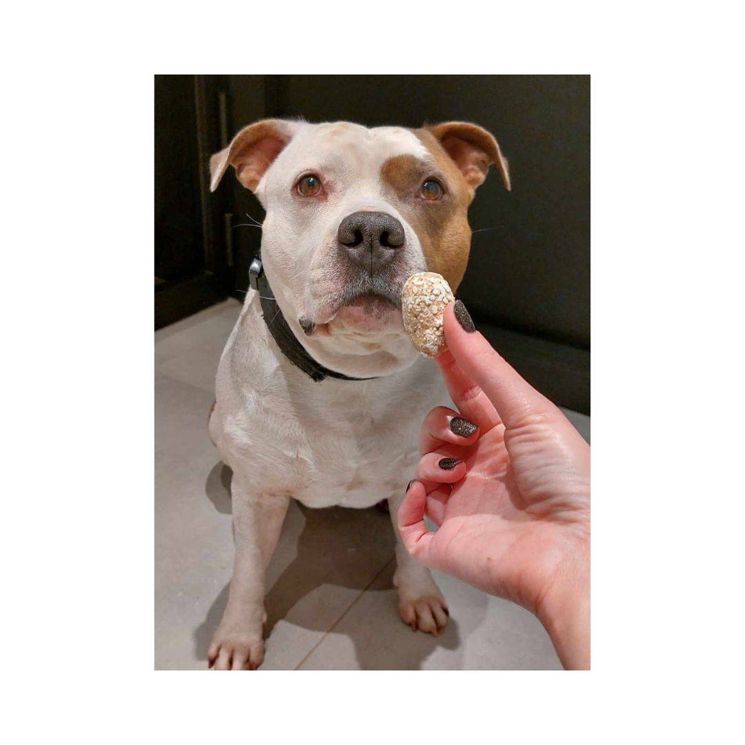 Jax met waniyanpi tandreinigende kroketten waniyanpi-tandreinigende-kroketten