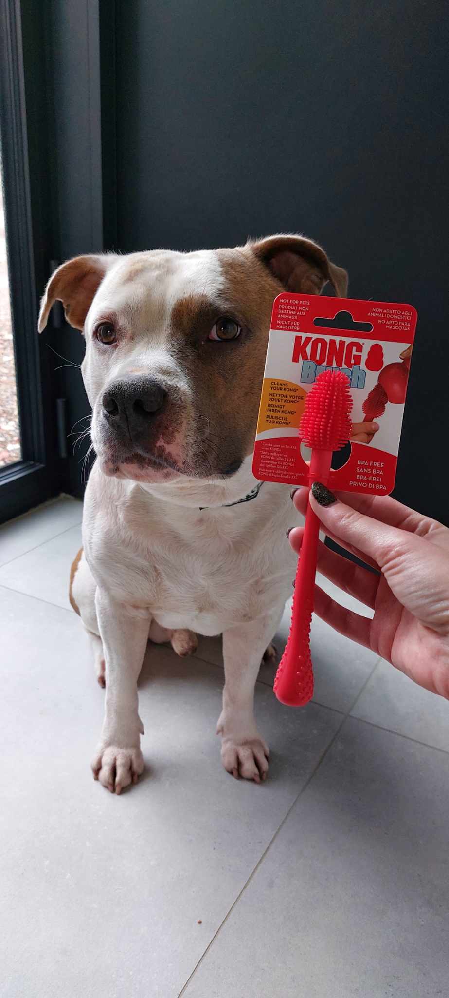 Jax met kong brush kong-brush
