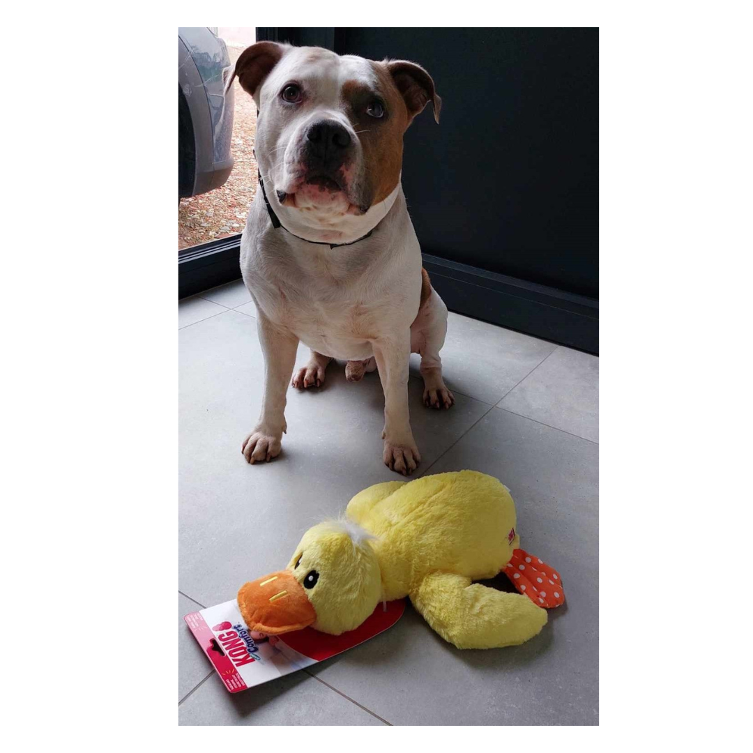 Jax met kong comfort jumbo eend geel kong-comfort-jumbo-eend-geel