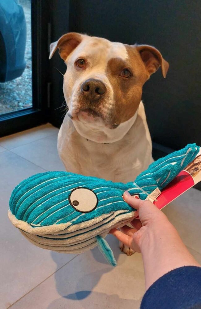 kong-cuteaseas-walvis