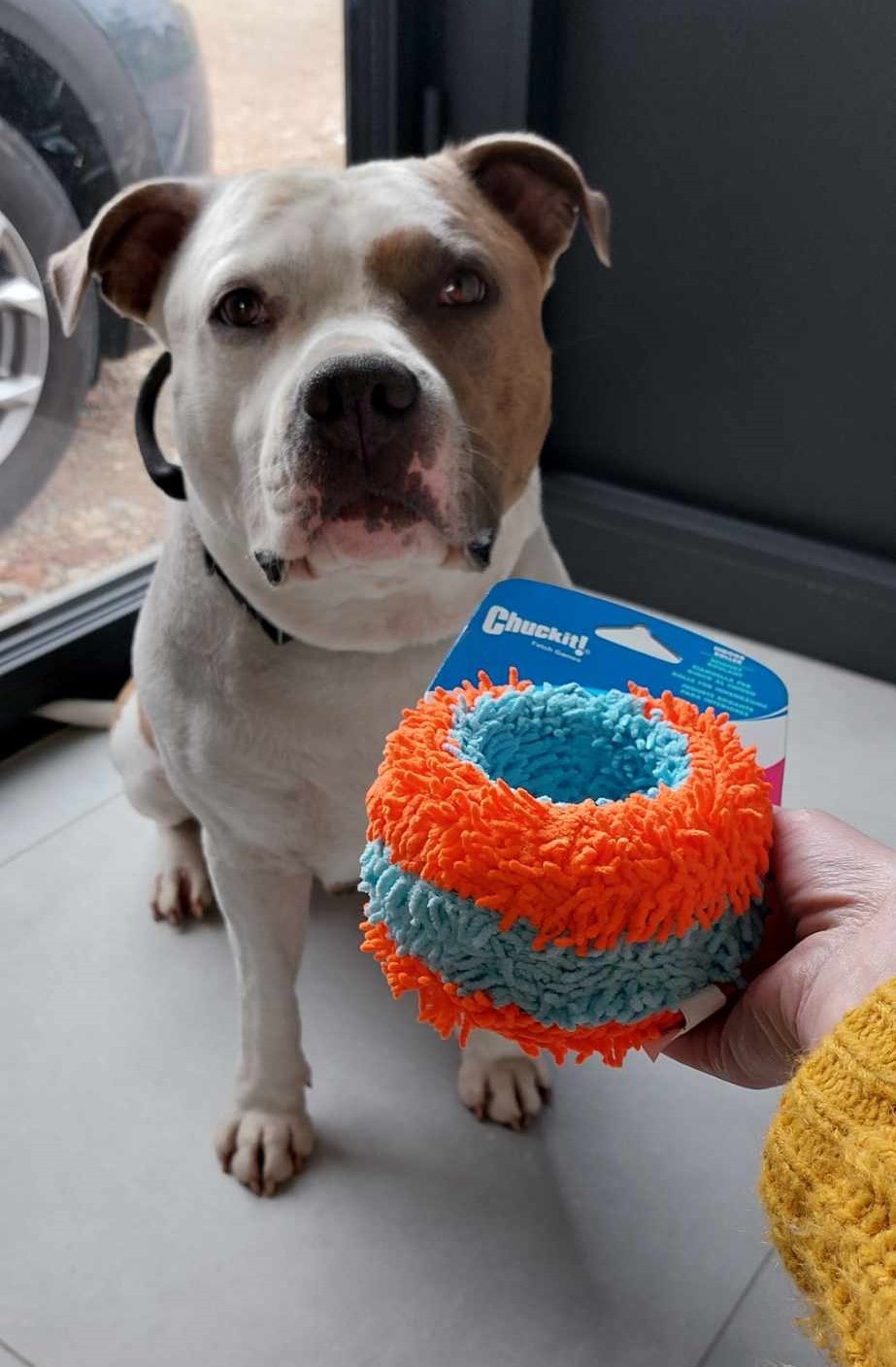 chuckit indoor roller chuckit-indoor-roller