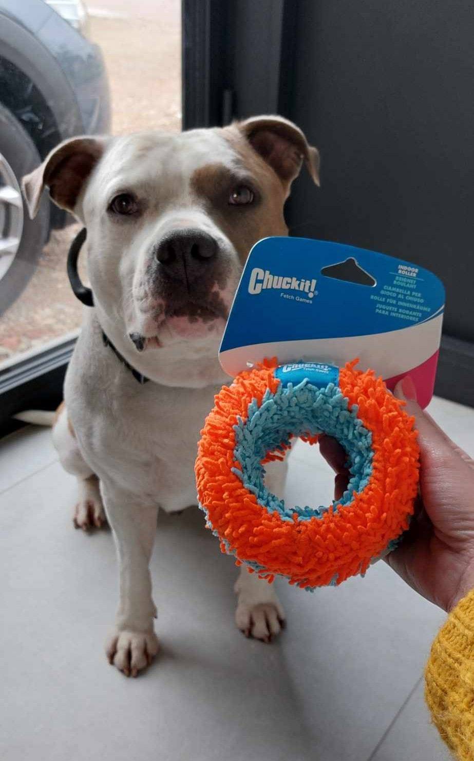 chuckit indoor roller 2 chuckit-indoor-roller