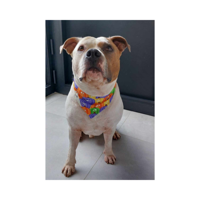 halloween-glow-in-the-dark-bandana